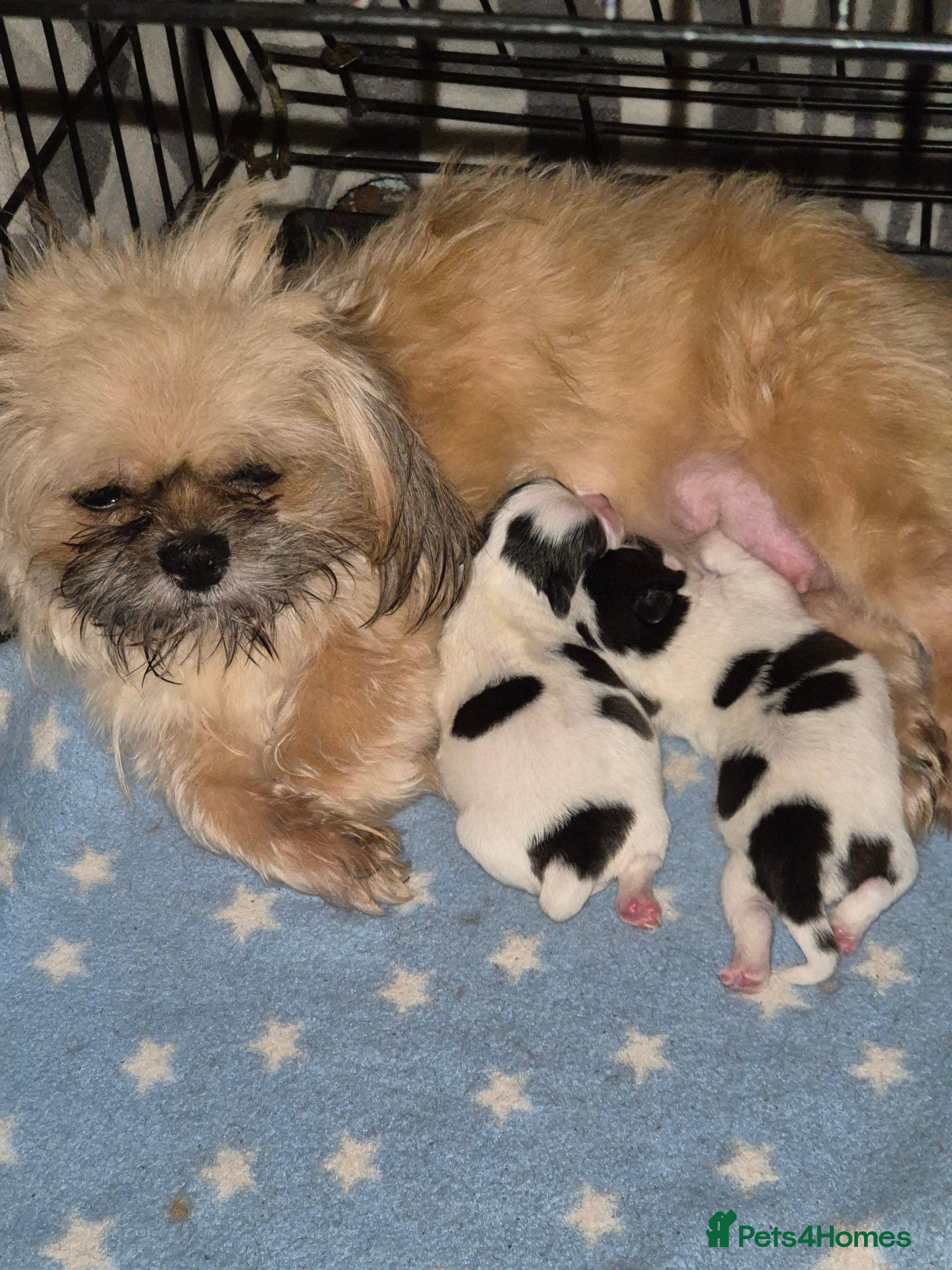 Malshi dogs 2 female malshi pups  - Advert 1