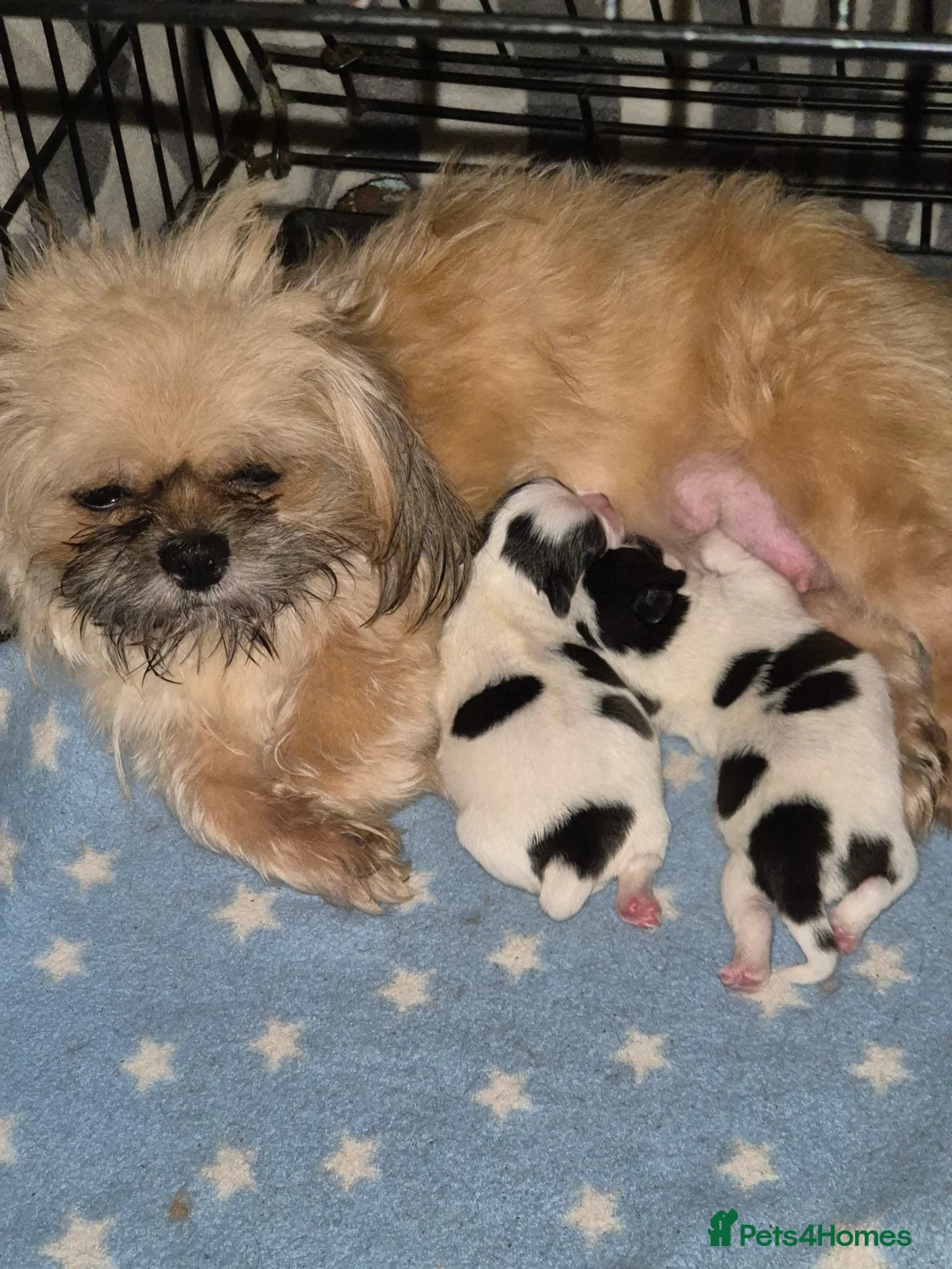 Malshi dogs for sale: 2 female malshi pups  - Advert 1