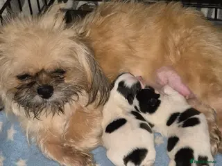 Malshi dogs 2 female malshi pups - Advert 1