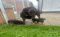 Rottweiler dogs for sale: 2 quality Rottweiler puppies  - Image 10
