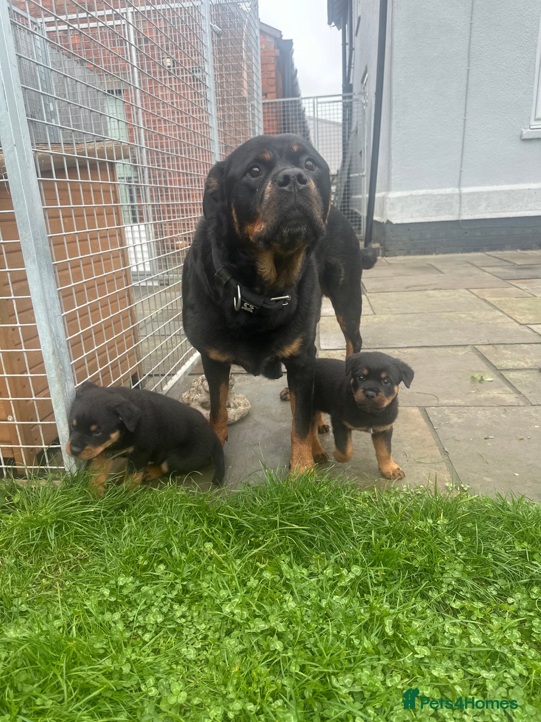 Rottweiler dogs for sale: 2 quality Rottweiler puppies  - Image 10