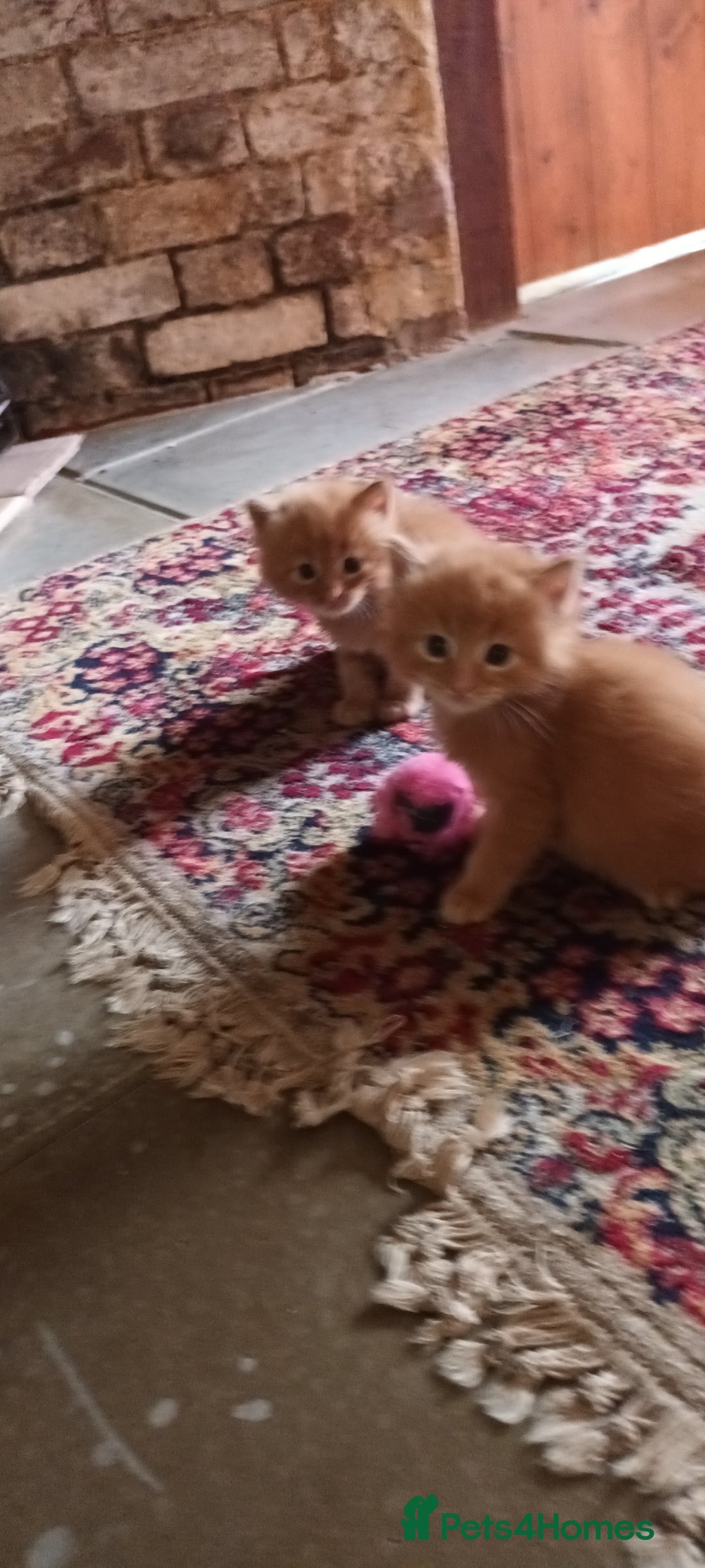 Persian cats for sale: Persian X Beautiful friendly ginger kittens  - Image 15