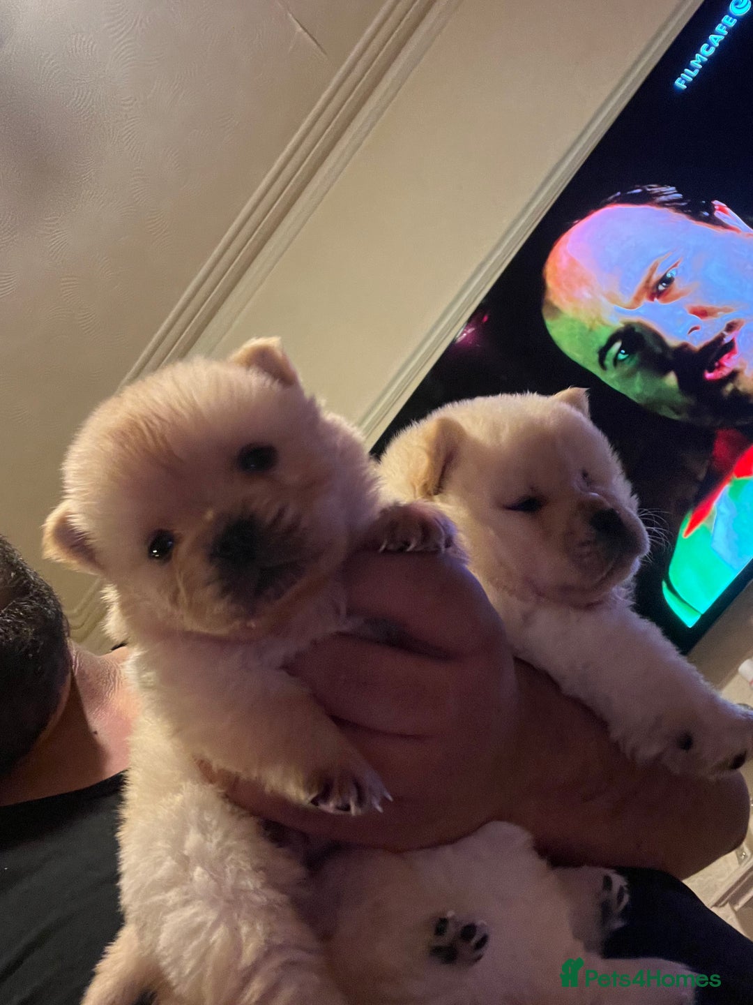 Chow Chow dogs for sale: Chow chow - Image 14