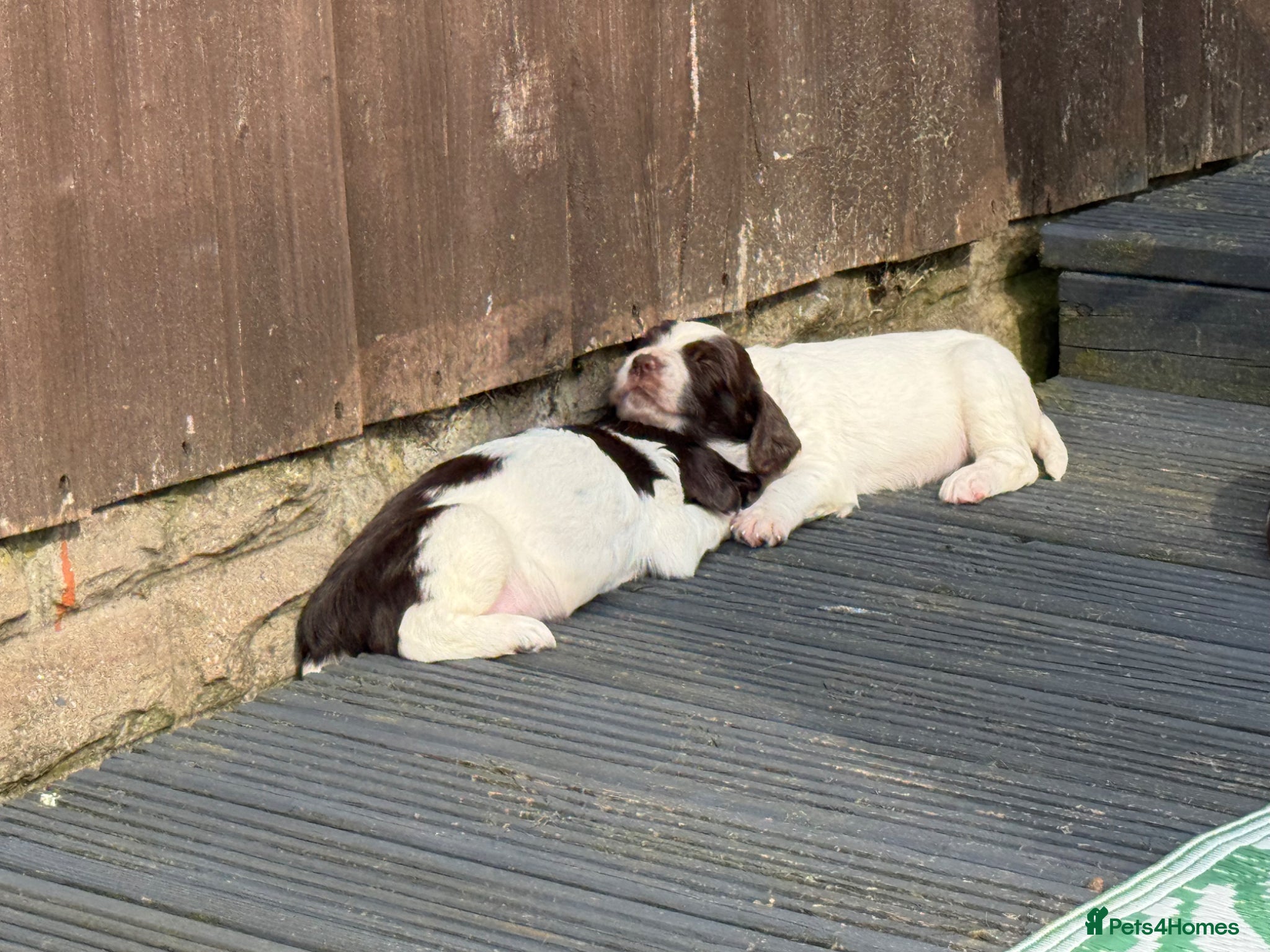 English Springer Spaniel dogs for sale: KC Registered Liver and White ESS Pups  - Advert 8