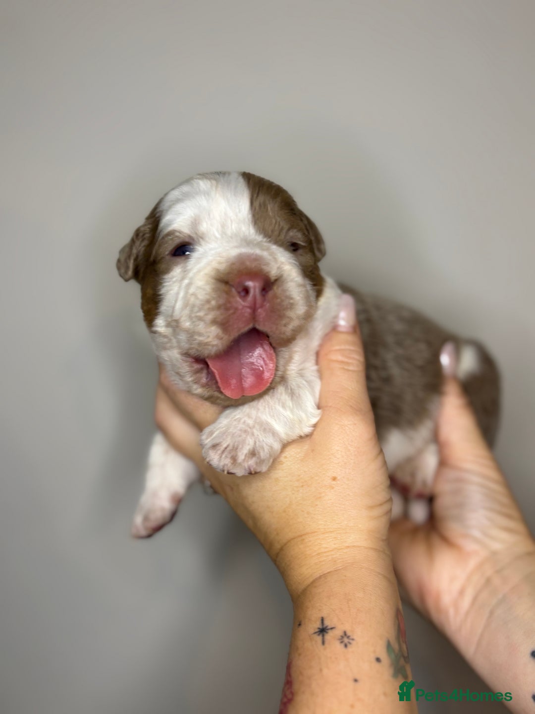 Olde English Bulldogge dogs for sale: The BEST visual fluffy oebs available ⭐️  - Image 13