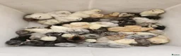 Chickens poultry for sale: Pure Breed Chickens friendly egg layer chickens - Advert 8