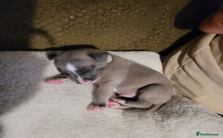 Whippet dogs - Advert 5
