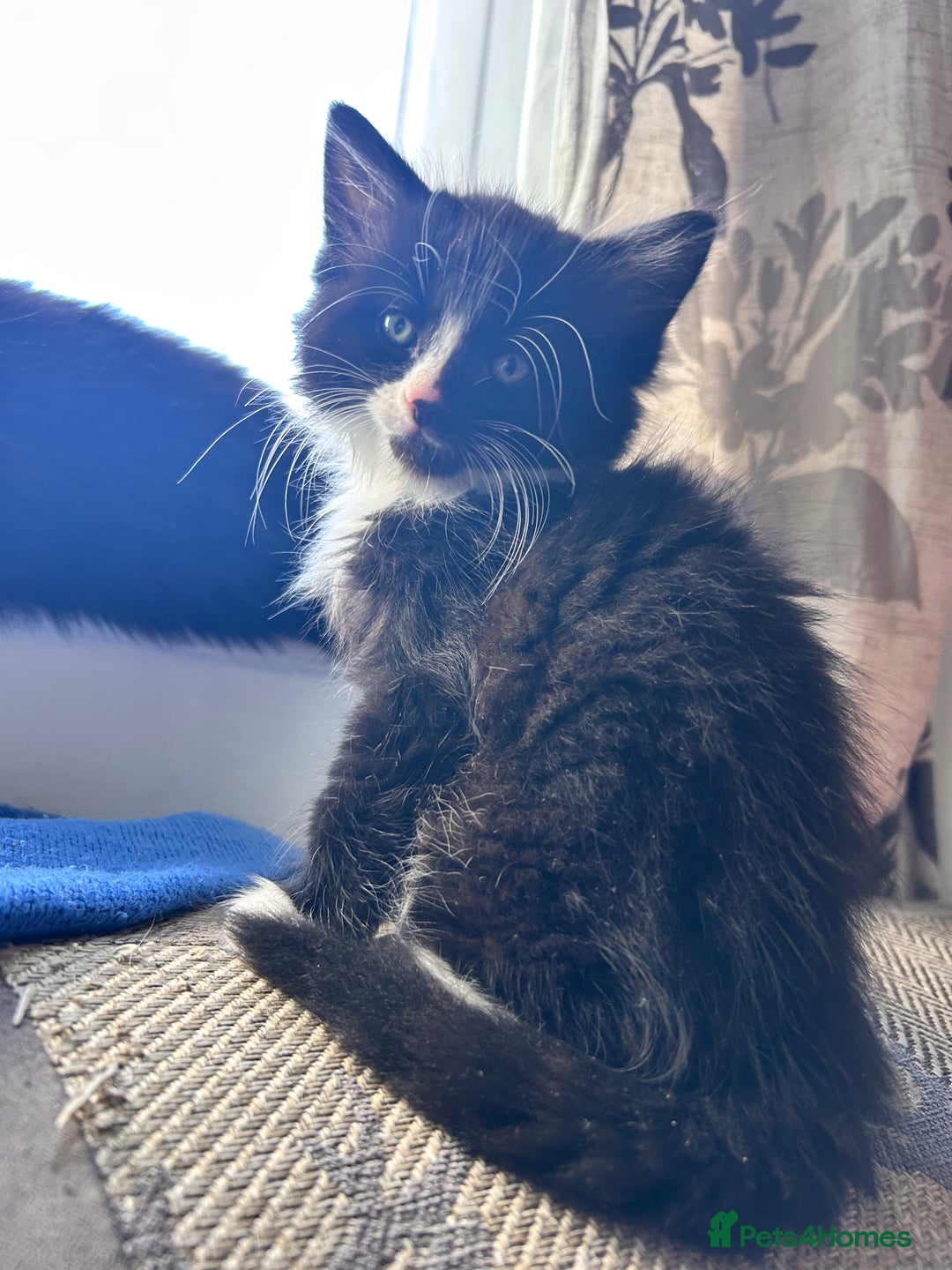 Mixed Breed cats for sale: For sale - Image 6
