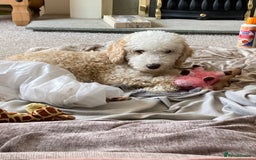 Cockapoo dogs for sale: Older Puppy for rehoming - Image 3