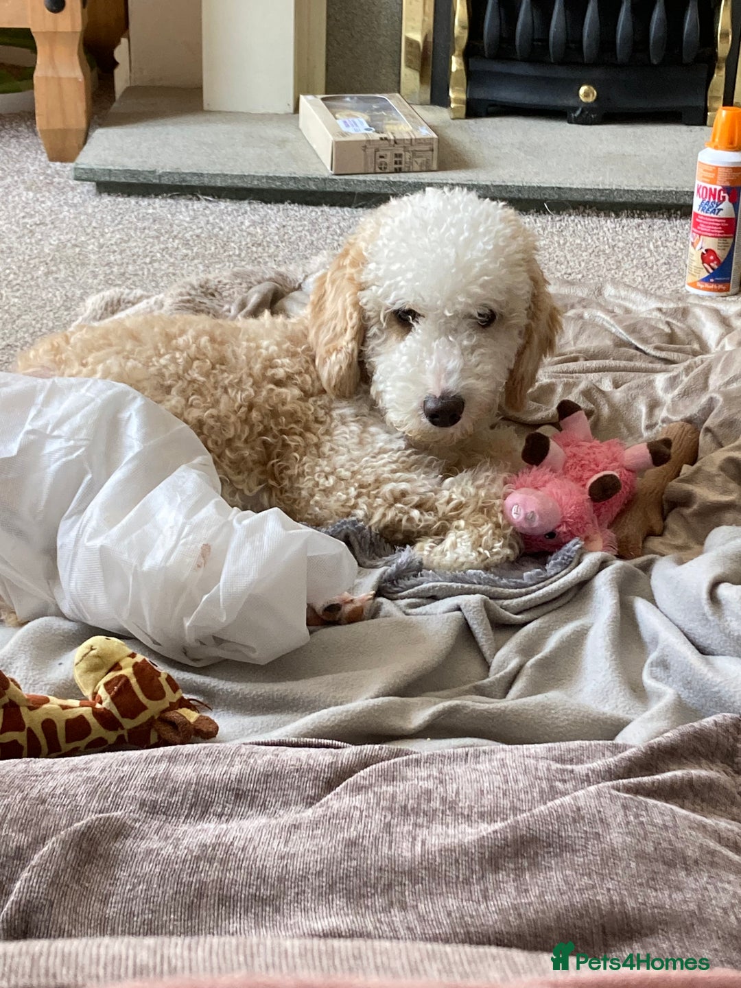 Cockapoo dogs for sale: Older Puppy for rehoming - Image 3