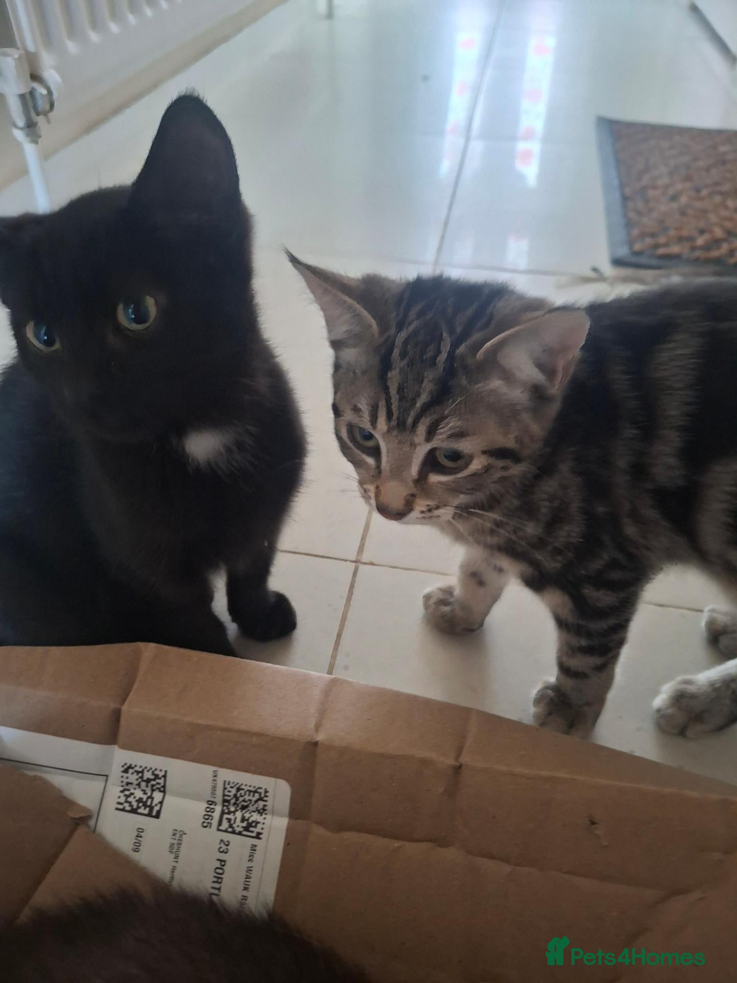 Domestic Shorthair cats Russian Blue × Bengal Mixed Kittens – 4 available - Advert 6