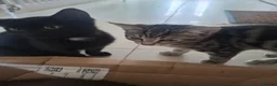 Domestic Shorthair cats for sale: Russian Blue × Bengal Mixed Kittens – 4 available - Advert 6