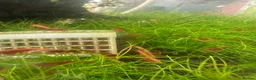 Shrimps fish for sale: Red cherry shrimp - Advert 3