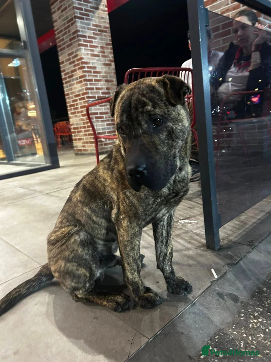 Shar Pei dogs for adoption: Junior 12Months  shar pei Macedonian rescue  - Advert 2