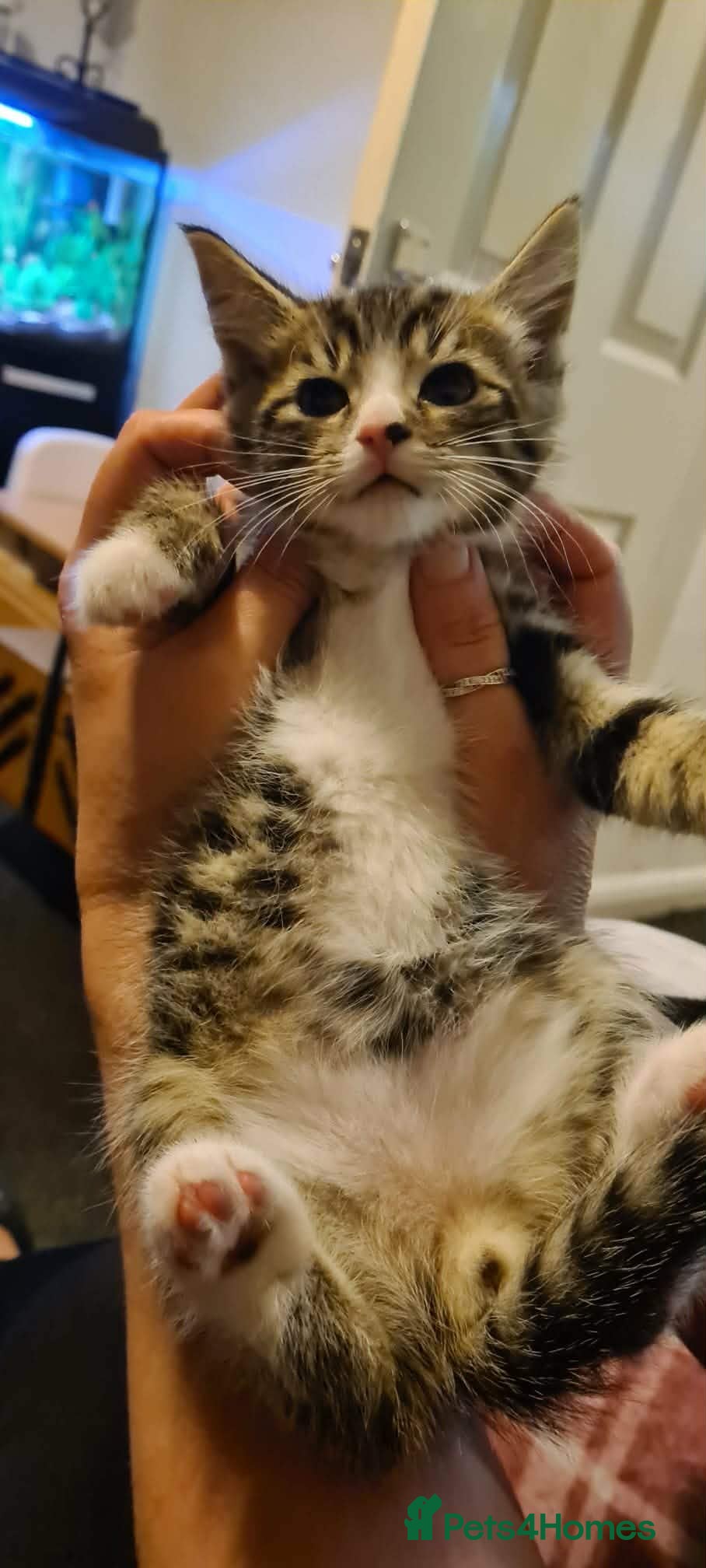 Mixed Breed cats Male tabby 8 weeks old kitten  - Advert 1