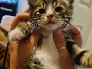 Mixed Breed cats Male tabby 8 weeks old kitten - Advert 1