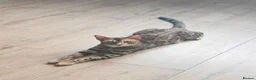 Bengal cats for sale: Beautiful Male Bengal Kitten Seeking Home in Southampton - Advert 2