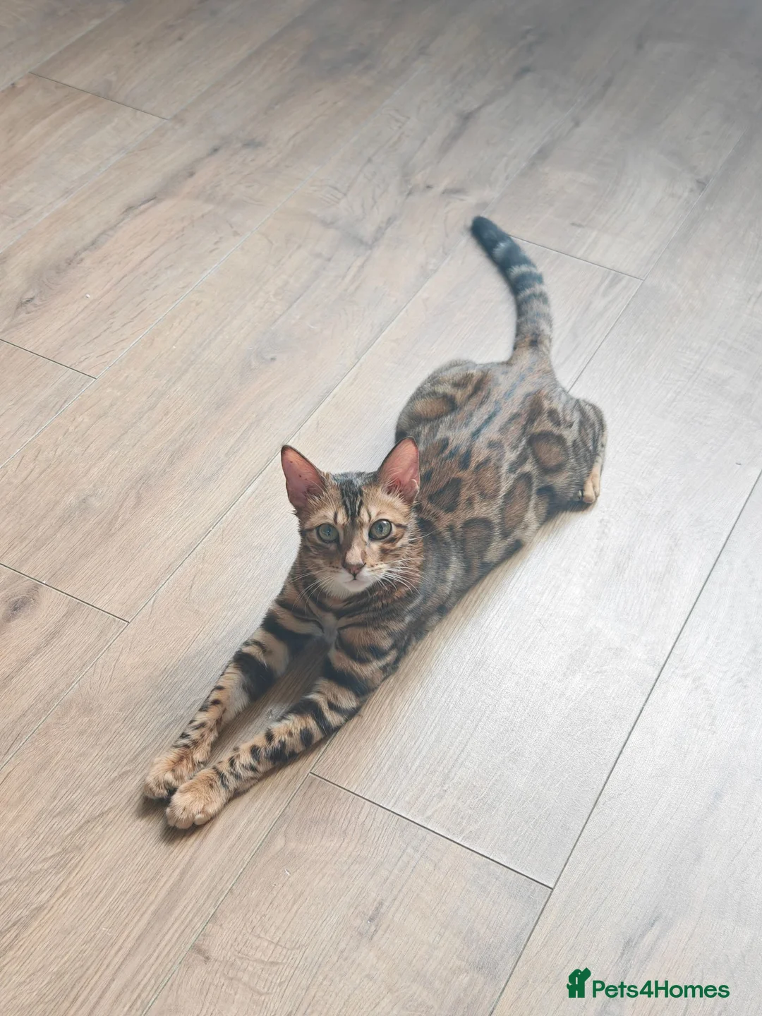 Bengal cats for sale: Beautiful Male Bengal Kitten Seeking Home in Southampton - Advert 2