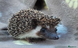 Pygmy Hedgehog rodents for sale: African Pygmy Hedgehog Hoglets  - Image 3
