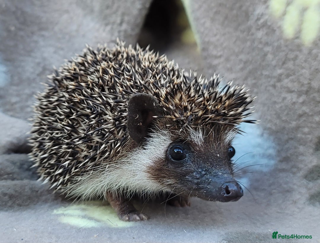 Pygmy Hedgehog rodents for sale: African Pygmy Hedgehog Hoglets  - Image 3