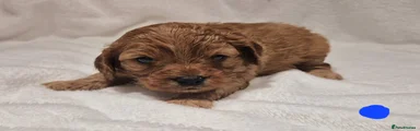 Cavapoo 2