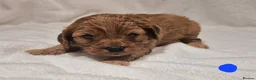 Cavapoo dogs for sale: Stunning Health Tested Ruby Red Cavapoo puppies.   - Advert 4
