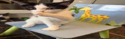 Mixed Breed cats for sale: Little kittens 10 weeks old - Advert 10