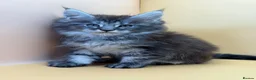 Maine Coon cats for sale: Maine Coons with Tests, Papers, Vet Checks & Vacc. - Advert 22