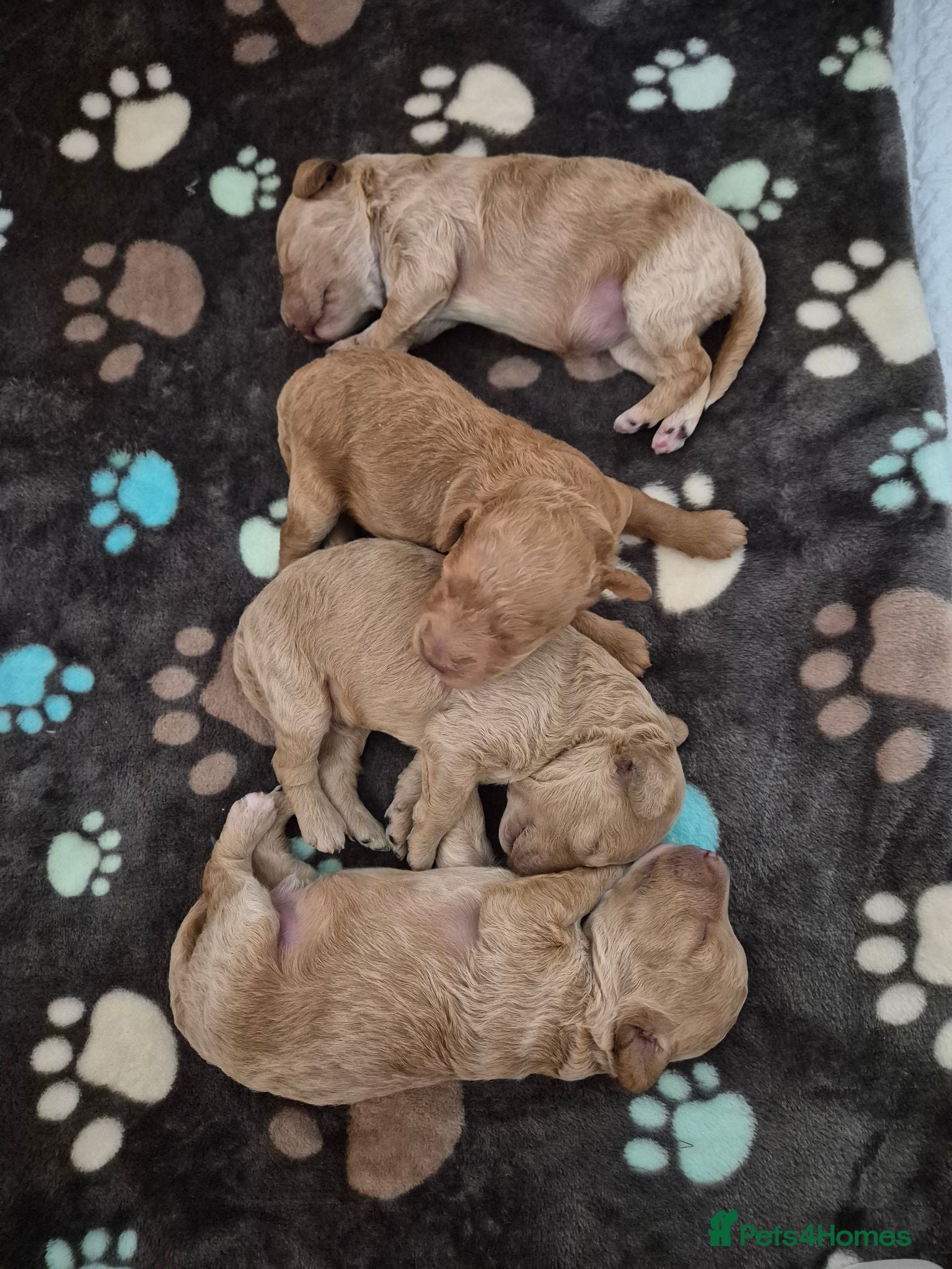 Cockapoo dogs Cockapoo puppies F1bb - Advert 1