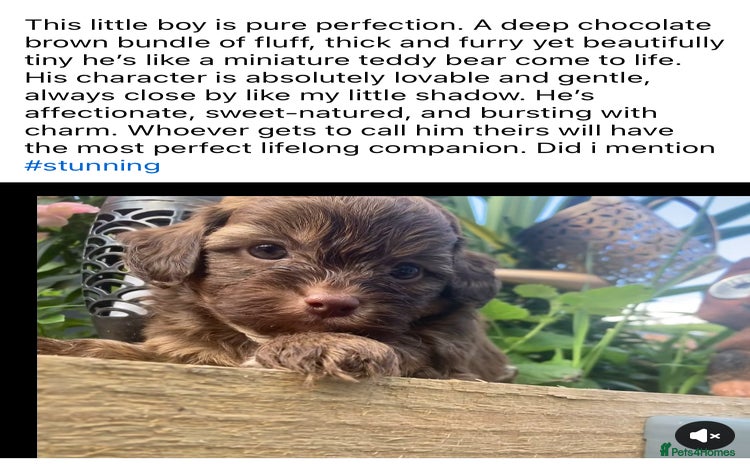 Shihpoo dogs - Advert 3