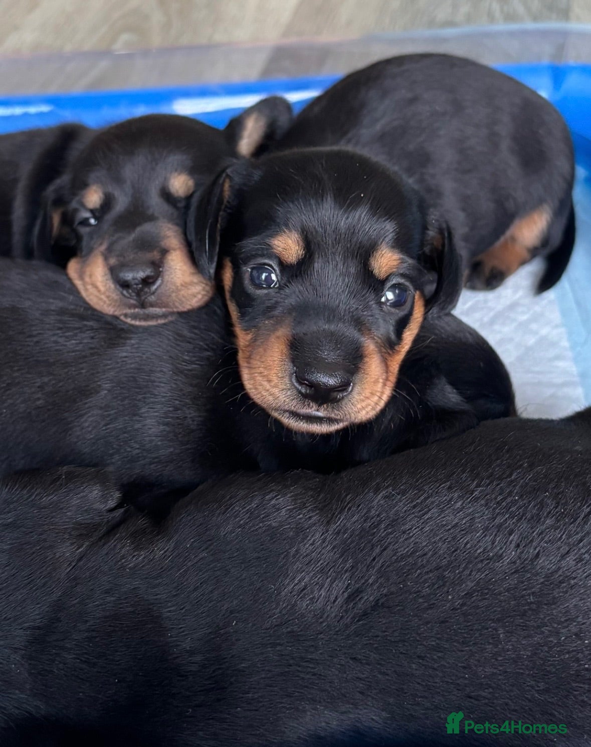 Miniature Dachshund dogs Quality Miniature Dachshund Puppies - Advert 9