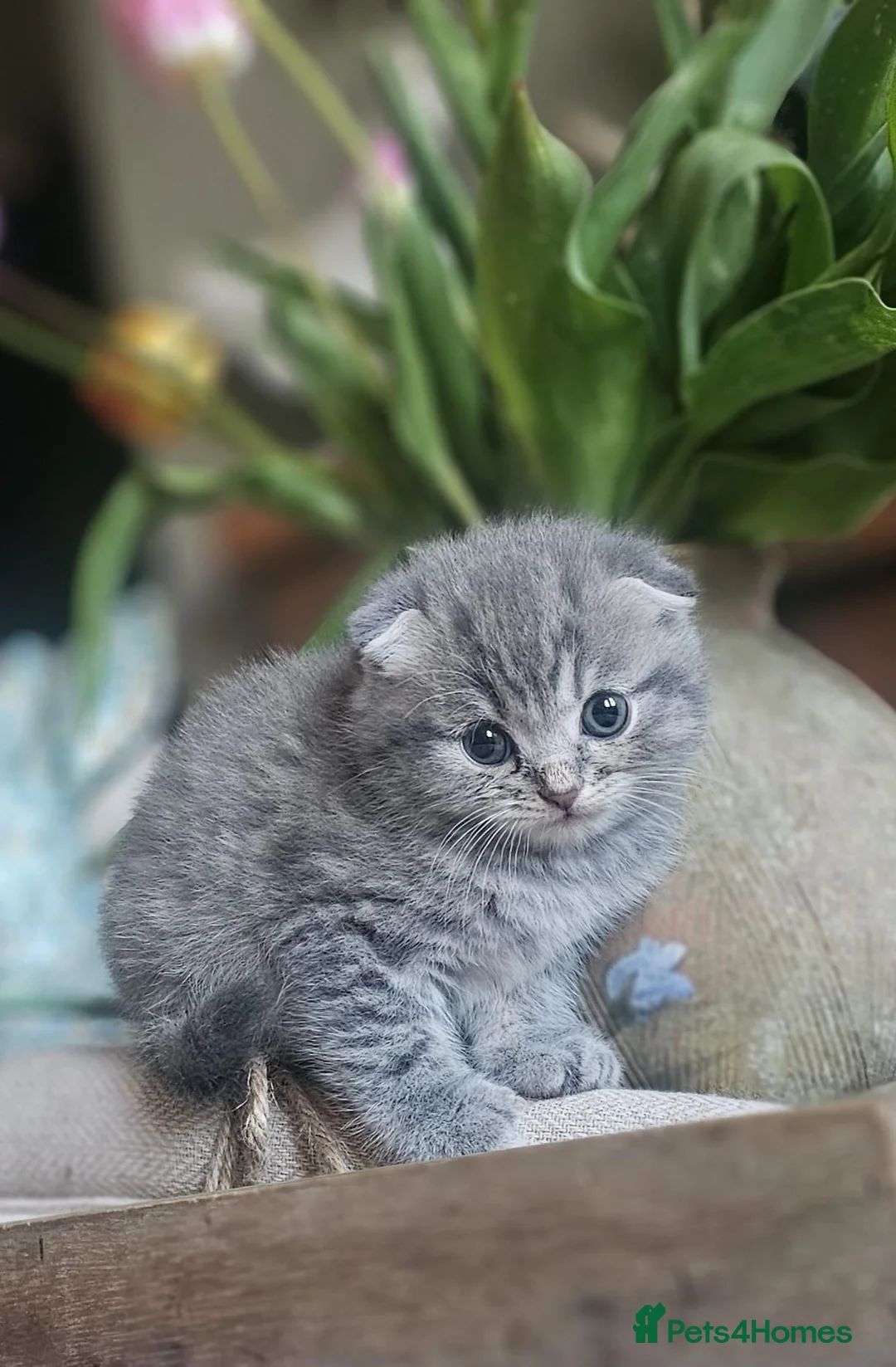 Scottish Fold cats for sale: Scottish Folds one girl left - Advert 2