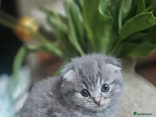 Scottish Fold cats Scottish Folds one girl left - Advert 8