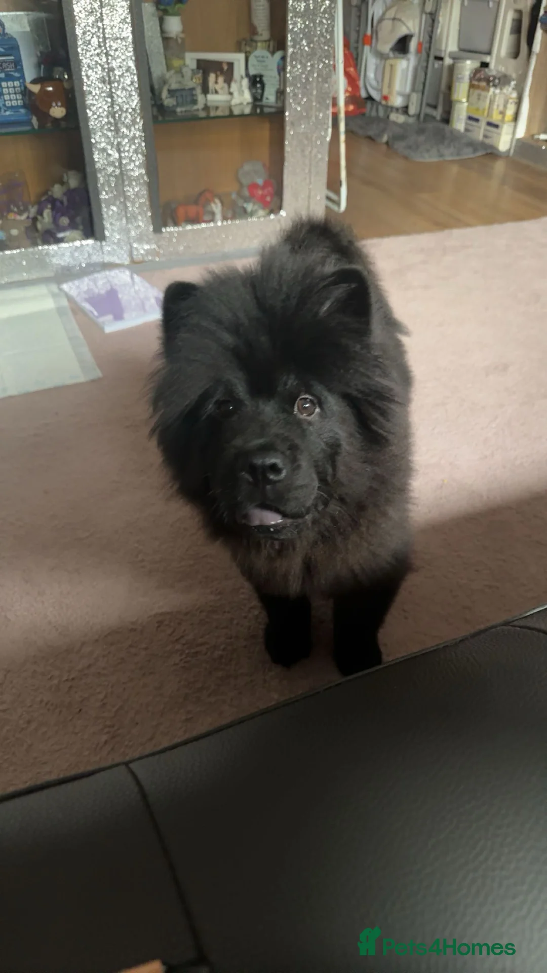 Chow Chow dogs for sale: Female chow chow  - Advert 3