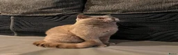 British Shorthair cats for sale: Multicolour GCCF Registered BSH kittens - Advert 4