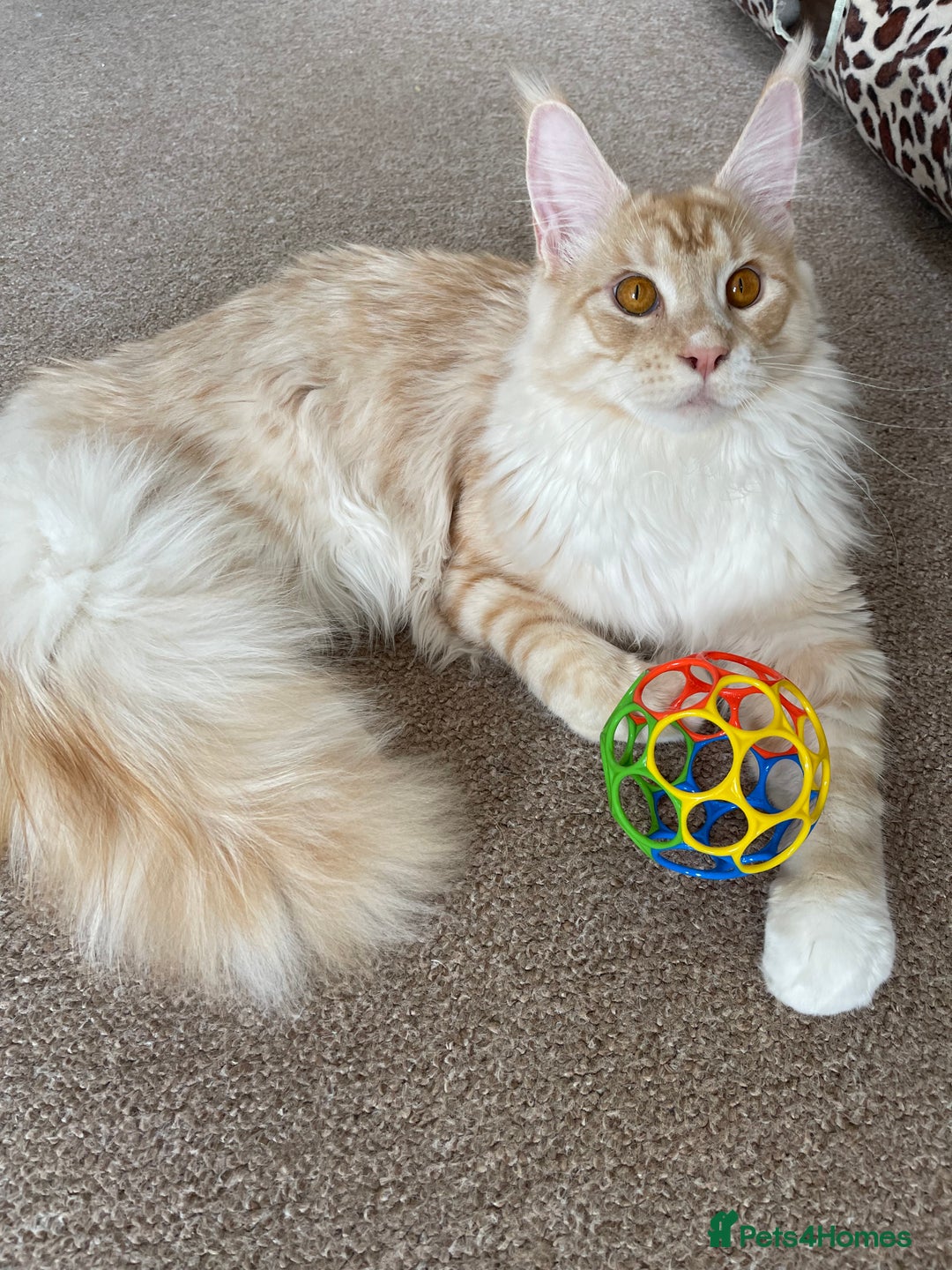 Maine Coon cats for sale: GCCF registered Maine Coon kittens.  in Newton Abbot - Image 17