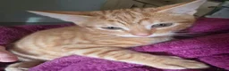 Mixed Breed cats for sale: Beautiful Ginger Tom - Advert 4