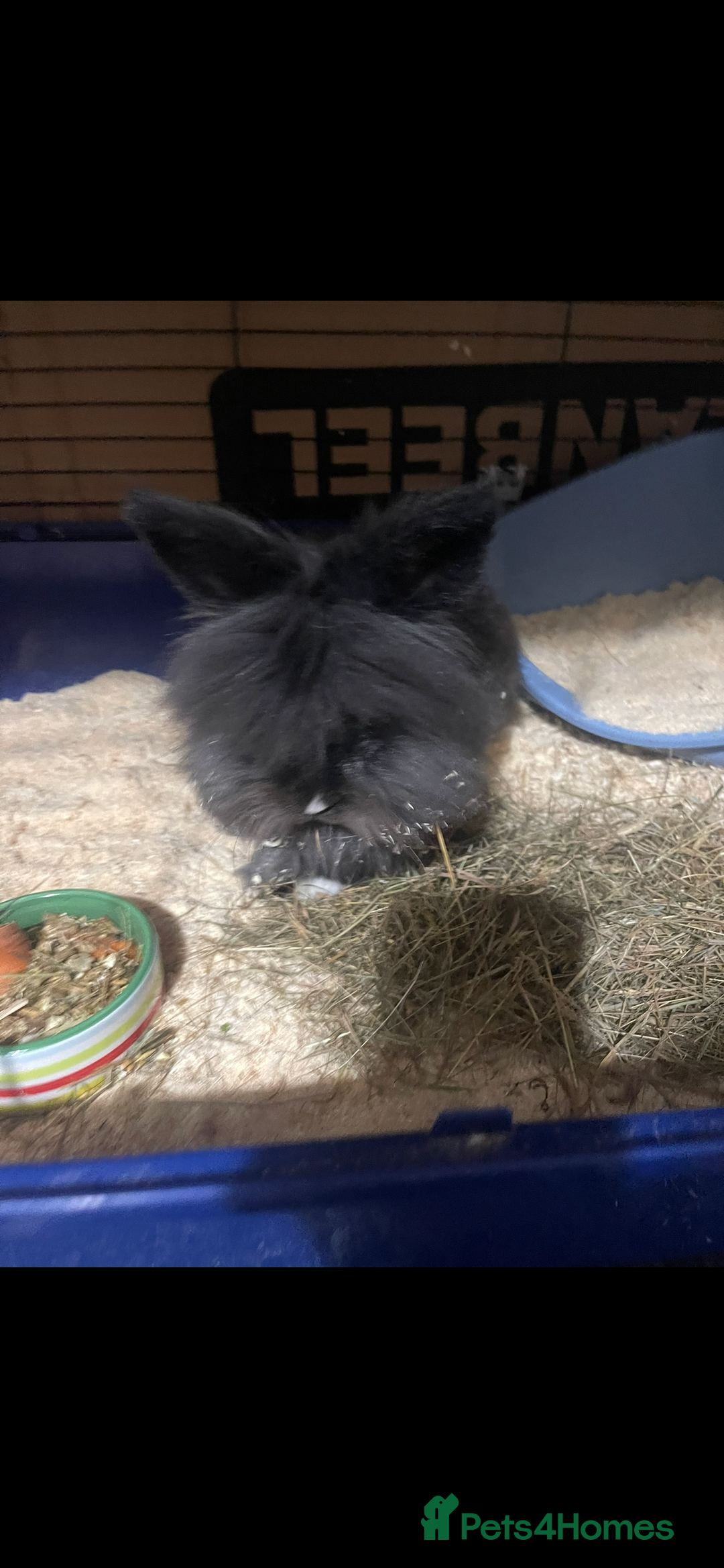 Lionhead rabbits for sale: 2 Lionhead bunnies for sale  - Image 11