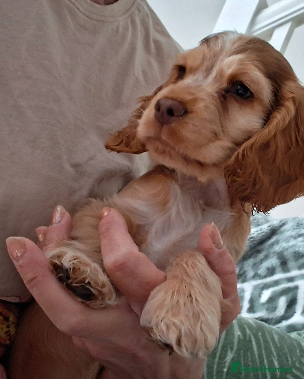 Cocker Spaniel dogs Champion Pedigree KC Reg Showtype Cocker Spaniels - Advert 1