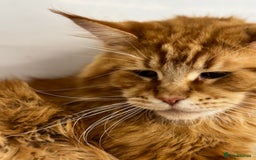 Maine Coon cats for sale: 🐾 TICA Maine Coone Red Tabby Male - Image 2