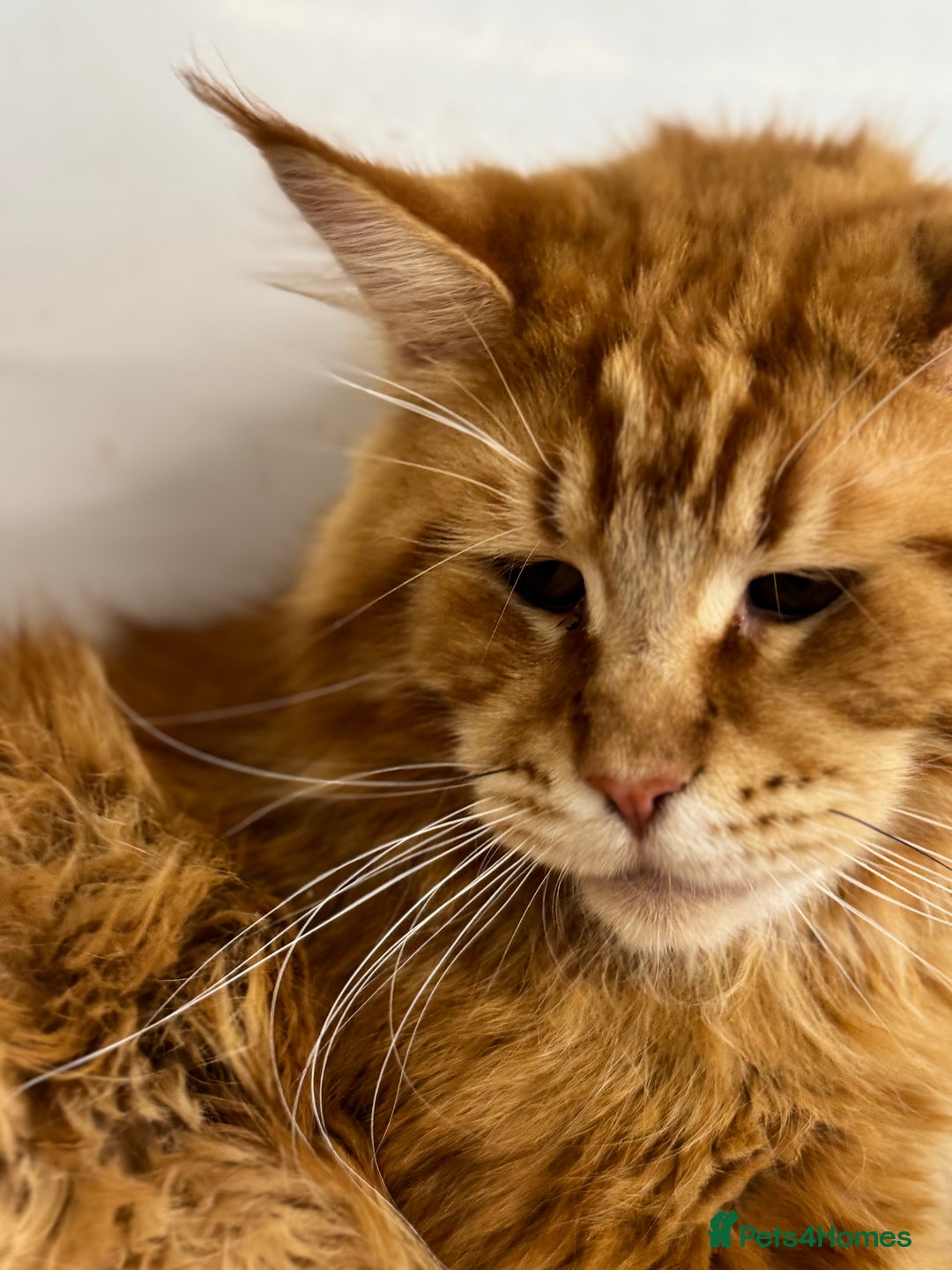 Maine Coon cats for sale: 🐾 TICA Maine Coone Red Tabby Male - Image 2
