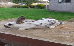English Spot rabbits for sale: Baby English rabbits for sale - Image 1
