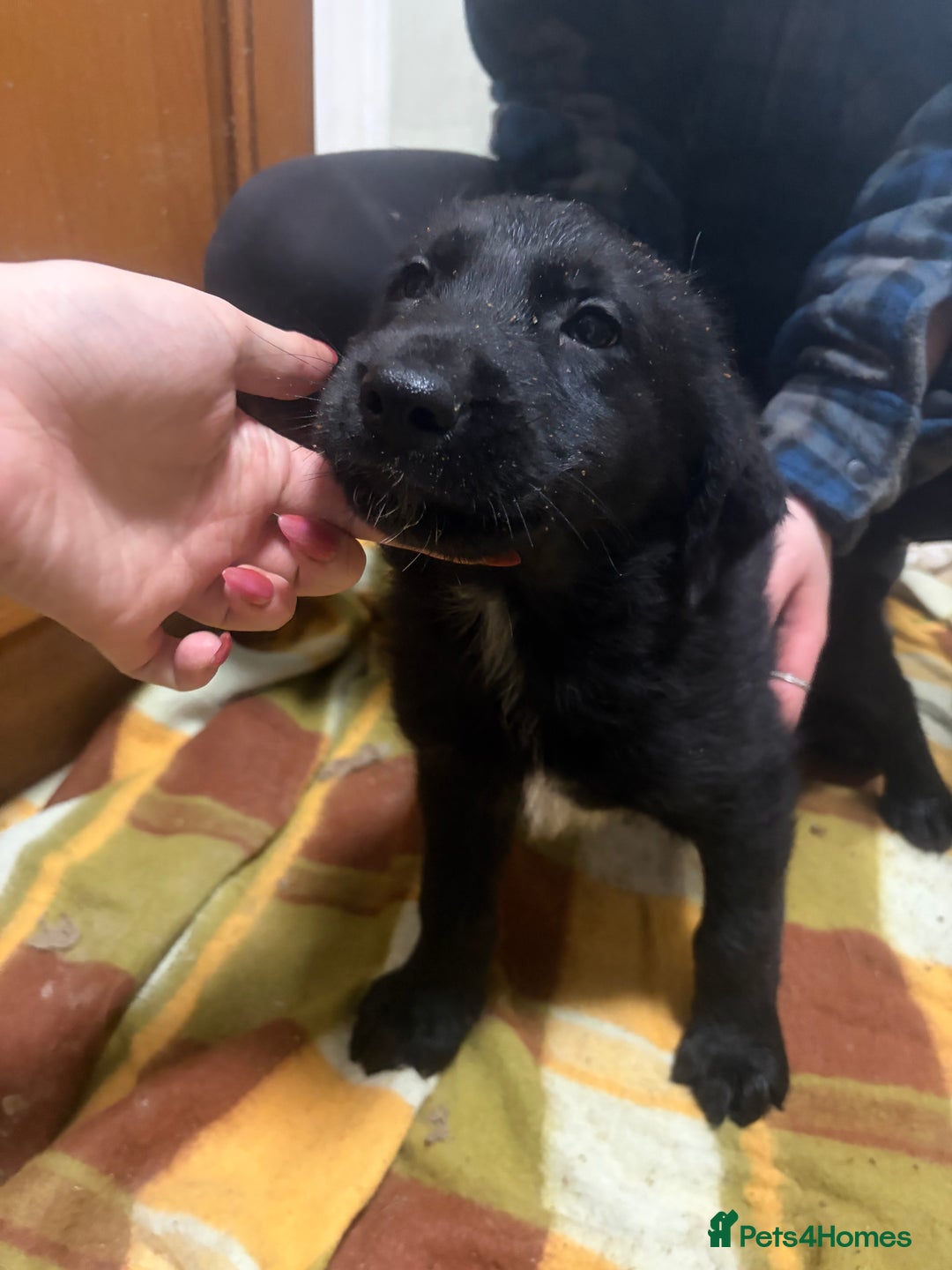 Mixed Breed dogs for sale: Shepsky x Labrador  - Advert 9