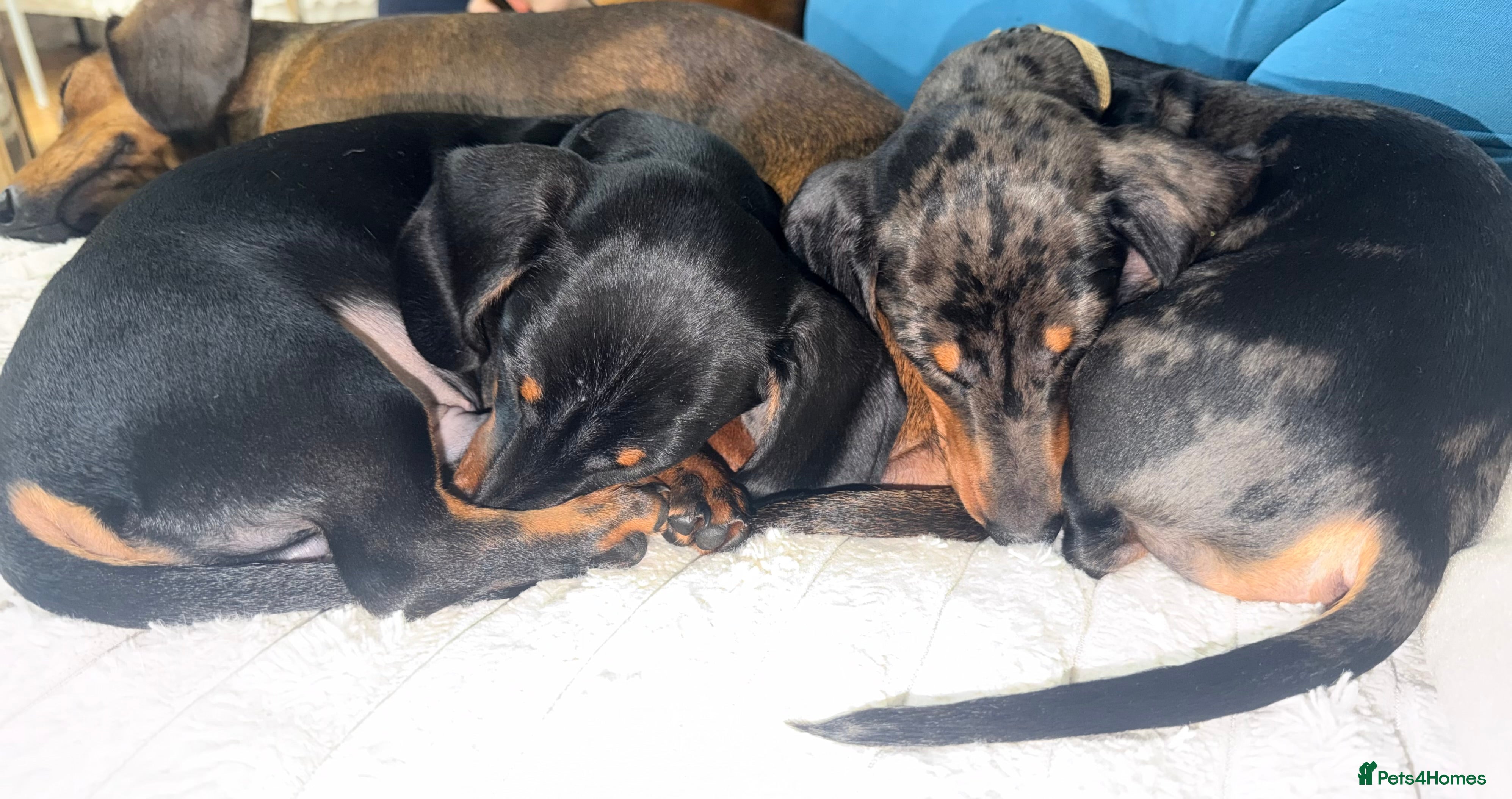 Miniature Dachshund dogs Last two KC PRA CLR Miniature dachshunds  - Advert 4