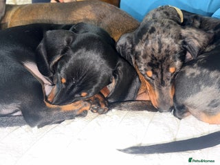 Miniature Dachshund dogs Last two KC PRA CLR Miniature dachshunds - Advert 4