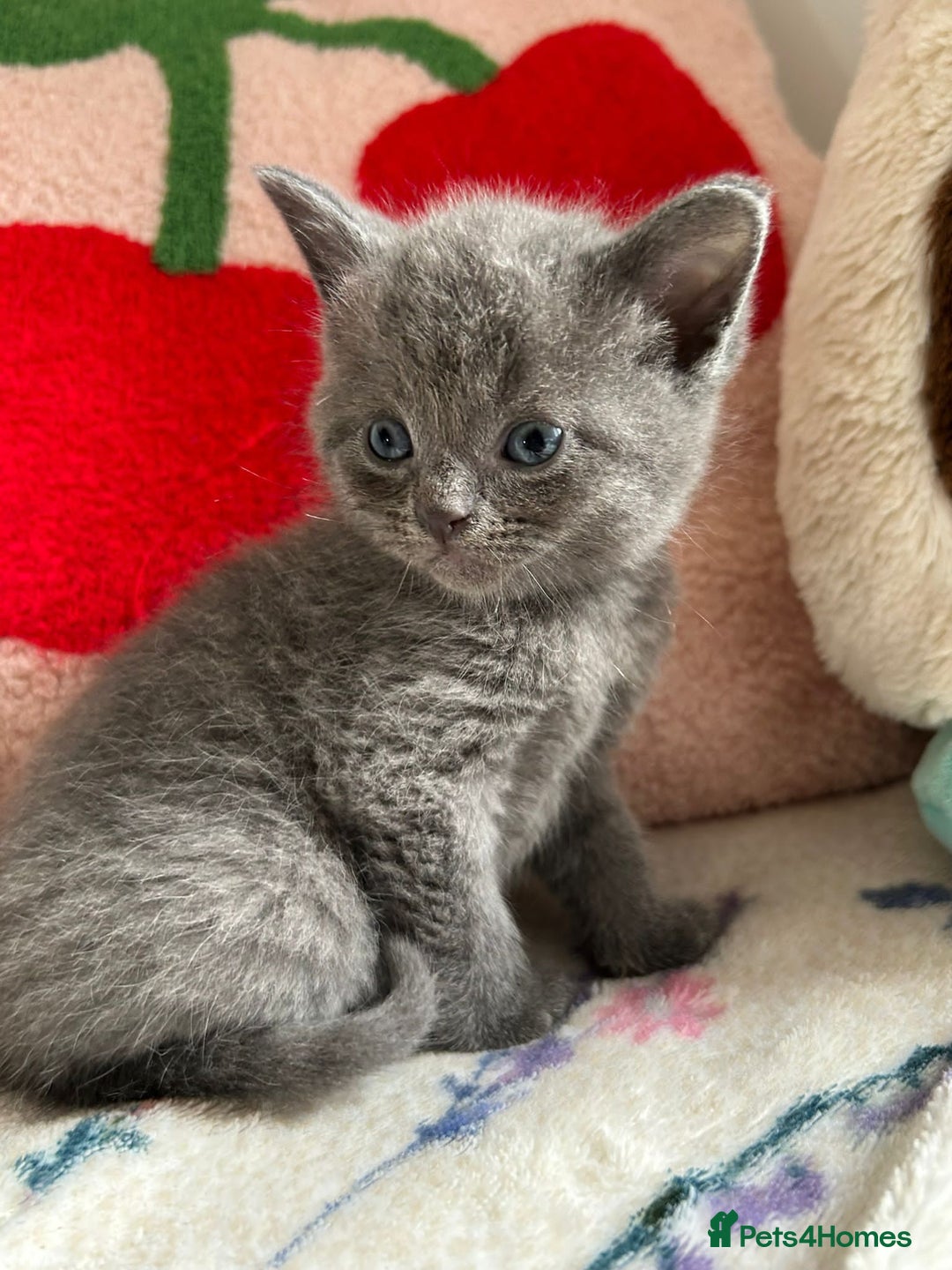 British Shorthair cats for sale: Sheba British blue  - Image 3