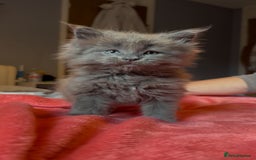 Maine Coon cats for sale: 4 stunning ACTIVE tica registered Maine coons - Image 9
