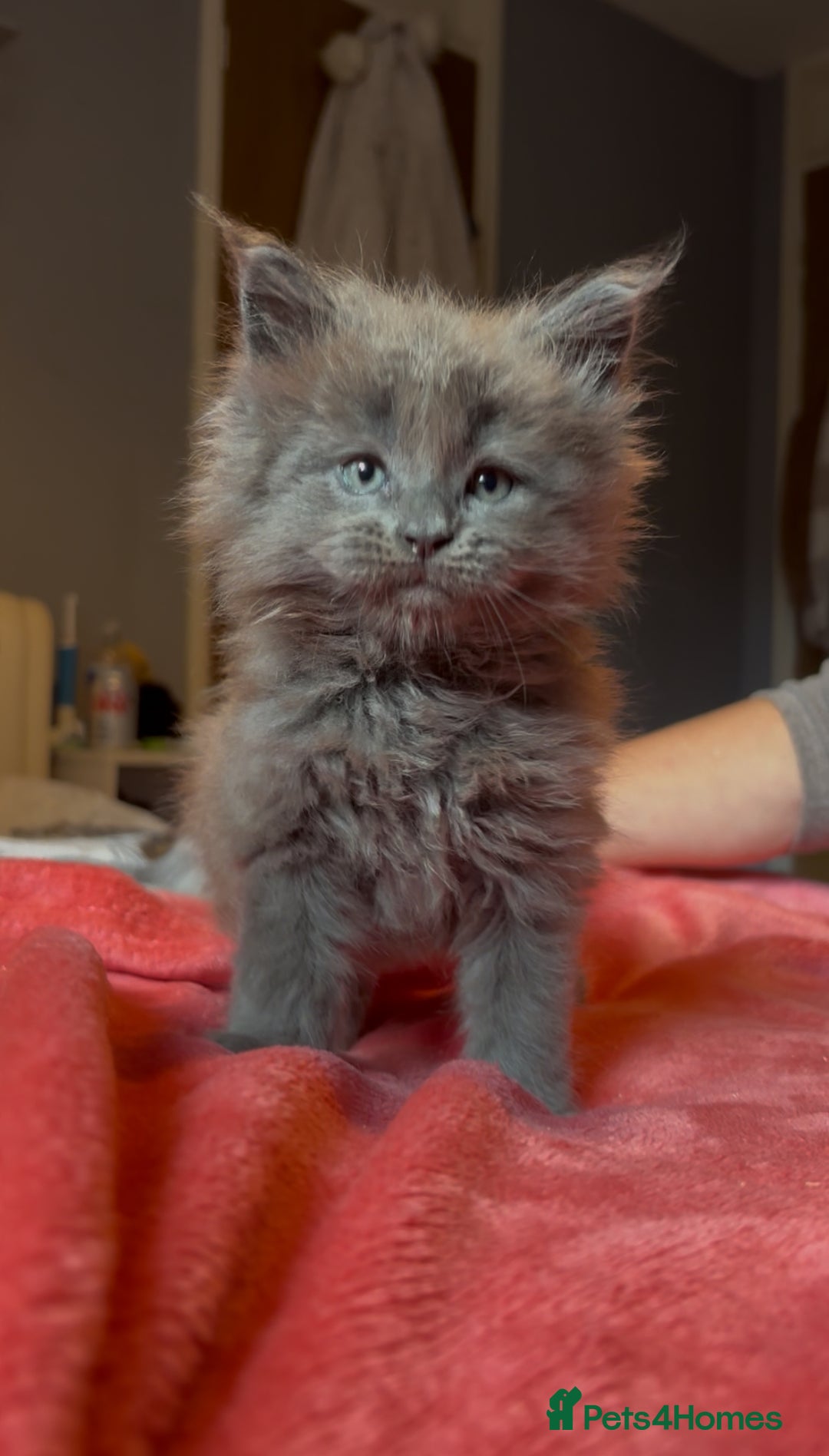 Maine Coon cats for sale: 4 stunning ACTIVE tica registered Maine coons - Image 9