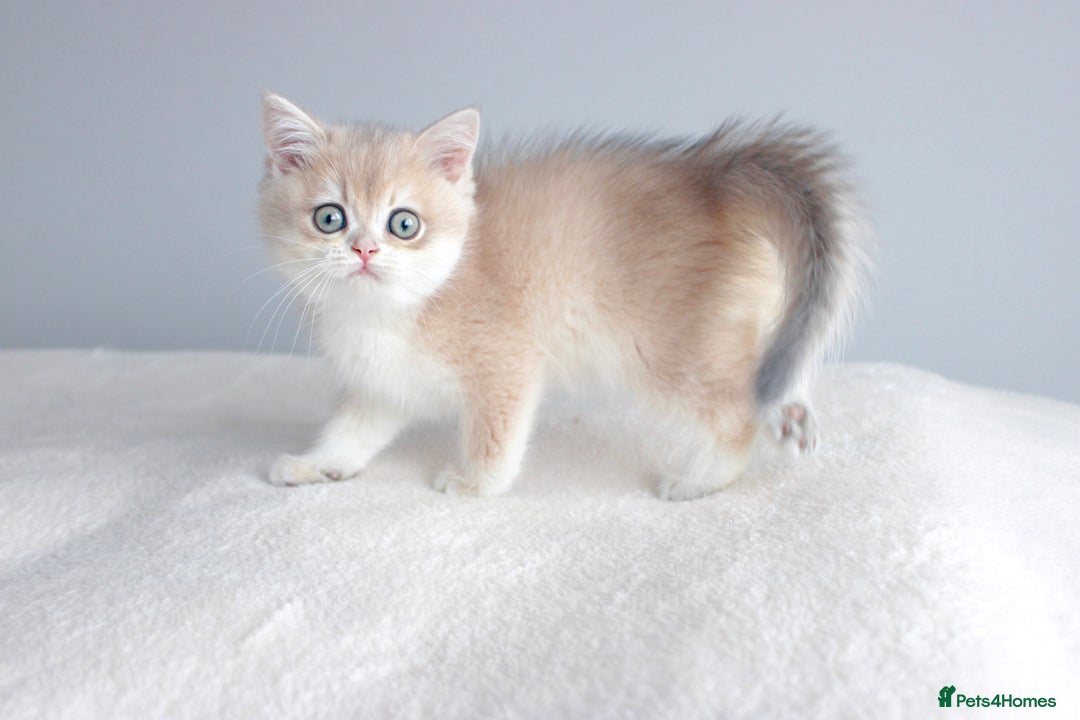 British Shorthair cats for sale: Champion Bloodline Golden Babies  - Image 8