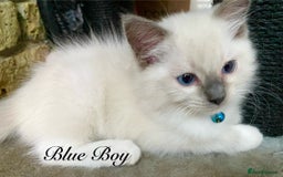 Ragdoll cats for sale: Outstanding TICA reg Kittens – Champion Bloodlines - Image 11